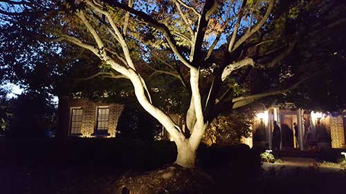 lighted trees