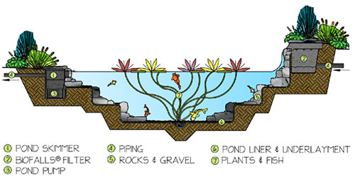 parts of a pond
